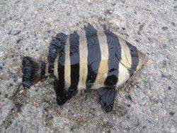 大蔵海岸　サビキ＆ウキ釣りでベラ・アジ・サヨリなどの7目釣り☆