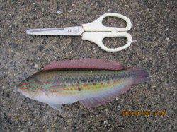 大蔵海岸　サビキ＆ウキ釣りでベラ・アジ・サヨリなどの7目釣り☆