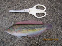 大蔵海岸　サビキ＆ウキ釣りでベラ・アジ・サ…