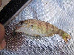 須磨　午前の投げ釣りでキス3匹　アタリ少なく11時納竿