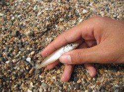 須磨　午前の投げ釣りでキス3匹　アタリ少なく11時納竿