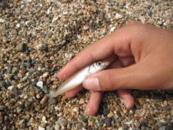 須磨　午前の投げ釣りでキス3匹　アタリ少な…