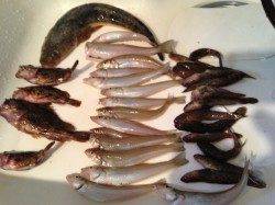 マリーナシティ釣り公園、投げるたびに釣れる爆釣状況でした