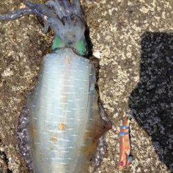 目良漁港、デイエギングでアオリＧＥＴ！