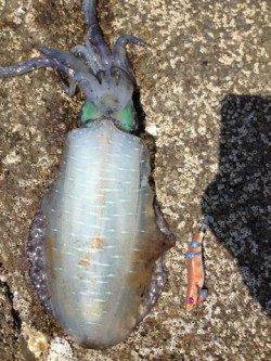 目良漁港、デイエギングでアオリＧＥＴ！