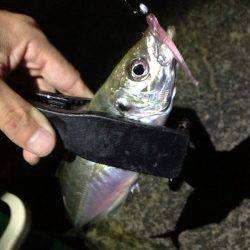 田辺・戎漁港　アタリが少ない中、アジングでアジ〜26cm4匹