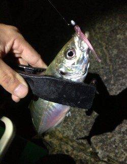 田辺・戎漁港　アタリが少ない中、アジングでアジ〜26cm4匹