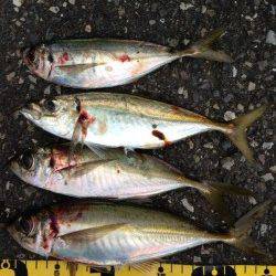 田辺・戎漁港　アタリが少ない中、アジングでアジ〜26cm4匹