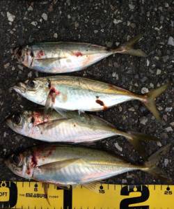 田辺・戎漁港　アタリが少ない中、アジングで…