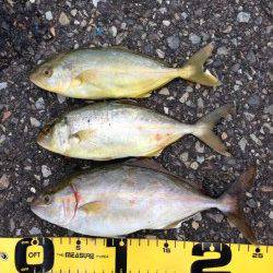 濱ノ瀬漁港　アジングタックルでシオ〜25cm3尾！