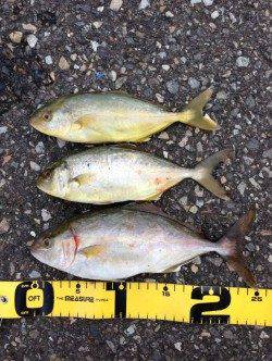 濱ノ瀬漁港　アジングタックルでシオ〜25cm3尾！