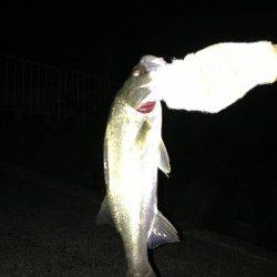 青戸の大橋付近　青のバイブレーションでシーバス40cm