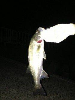 青戸の大橋付近　青のバイブレーションでシーバス40cm