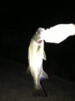 青戸の大橋付近　青のバイブレーションでシー…