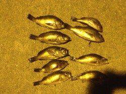 アジュールでメバル爆釣★1時間半で38匹★