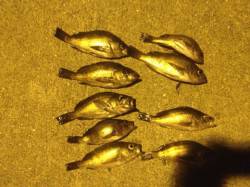 アジュールでメバル爆釣★1時間半で38匹★…