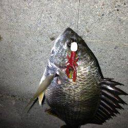 大阪南港　チニングでキビレ2匹ゲット