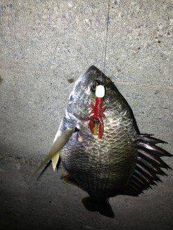 大阪南港　チニングでキビレ2匹ゲット