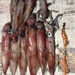 竹野港ライトエギングでシロイカの釣果☆