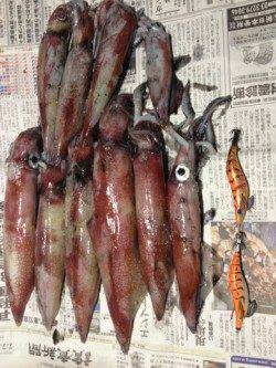 竹野港ライトエギングでシロイカの釣果☆