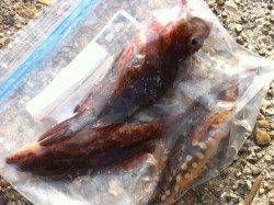 東二見人工島で穴釣り釣果