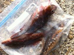 東二見人工島で穴釣り釣果