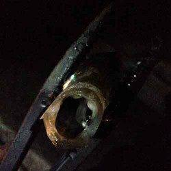 田辺・戎漁港　キャロ遠投のアジングでアジ〜29cm12尾