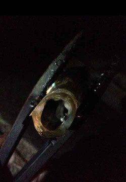 田辺・戎漁港　キャロ遠投のアジングでアジ〜29cm12尾