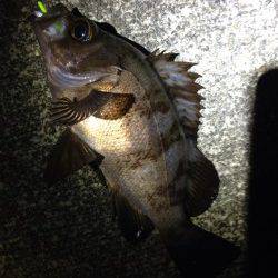 産湯メバリング調査、なんとか本命GET！