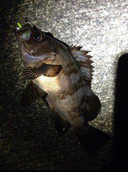 産湯メバリング調査、なんとか本命GET！