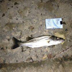 青戸の大橋　ウキ釣りでセイゴ・チヌ・ボラの釣果　