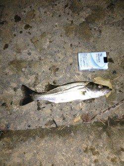 青戸の大橋　ウキ釣りでセイゴ・チヌ・ボラの釣果　