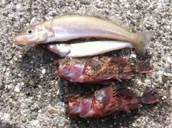 有田にてようやくキスが釣れました