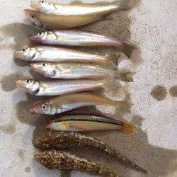 須磨の岸壁から投げ釣り、キス・ベラ・コチ