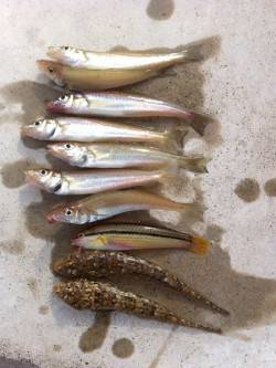 須磨の岸壁から投げ釣り、キス・ベラ・コチ