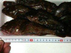 深日漁港 チヌ用ジグヘッドでガシラ6匹☆