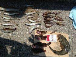 マリーナシティ釣り公園、投げるたびに釣れる爆釣状況でした