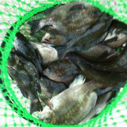 貝塚で流し釣り、グレの釣果☆