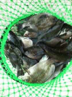 貝塚で流し釣り、グレの釣果☆