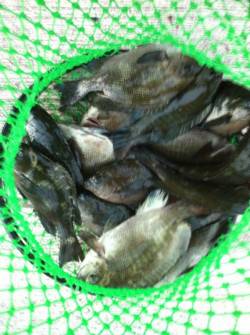 貝塚で流し釣り、グレの釣果☆