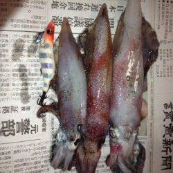 新井崎　ライトエギングでシロイカ3バイ