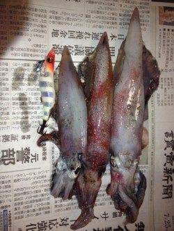 新井崎　ライトエギングでシロイカ3バイ