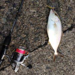 濱ノ瀬漁港　アジングタックルでシオ〜25cm3尾！