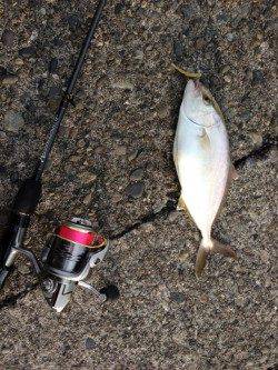 濱ノ瀬漁港　アジングタックルでシオ〜25cm3尾！