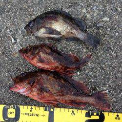 産湯メバリング調査、なんとか本命GET！