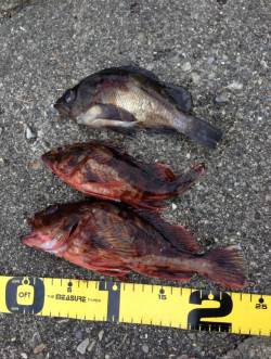 産湯メバリング調査、なんとか本命GET！