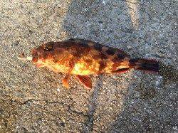 和田防　朝一の渡船でガシリング＆アジング☆