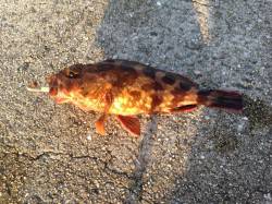 和田防　朝一の渡船でガシリング＆アジング☆…