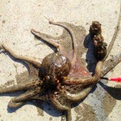 岸和田　夕方のオクトパッシングでタコ4匹　アタリは良くあります！