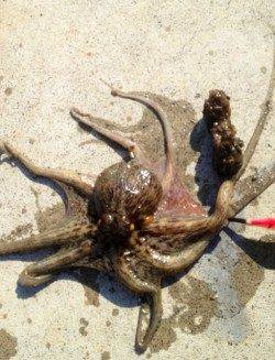 岸和田　夕方のオクトパッシングでタコ4匹　アタリは良くあります！